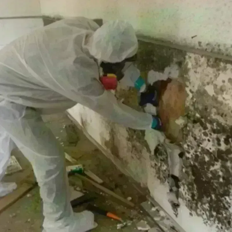 Mold Remediation and Removal in Rancho Mirage, CA